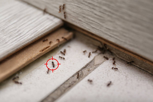 Trusted Bagley, MN Pest Control Experts