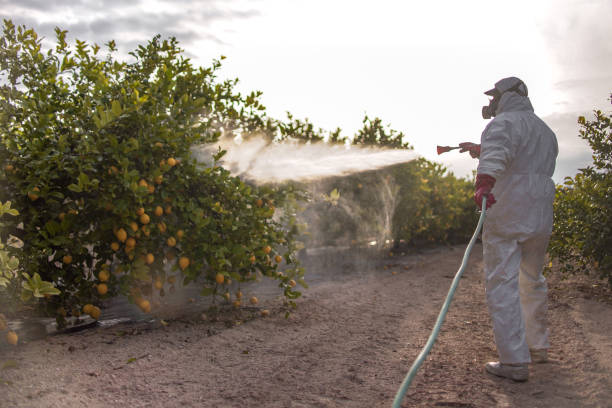 Best Wasp Removal Services  in Bagley, MN
