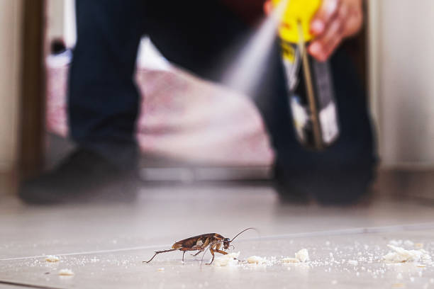 Best Local Pest Control Services  in Bagley, MN