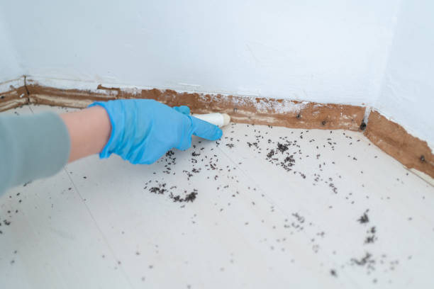 Best Ant Control Services  in Bagley, MN